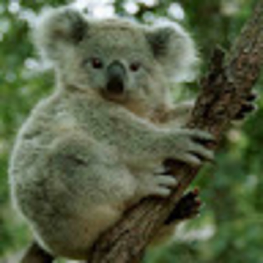 Meet your Posher, Lindsey